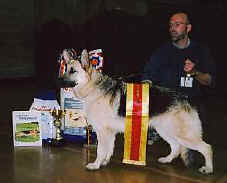 bestofbreed04.jpg (8815 bytes)