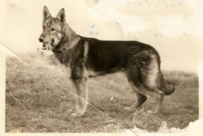 C:\Users\IVYMOOR\Documents\My Scans\Bill's 1st GSD Branda.jpg